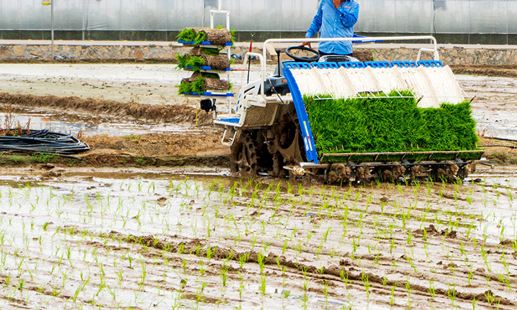 Lumalabas ang matalinong rice transplanter